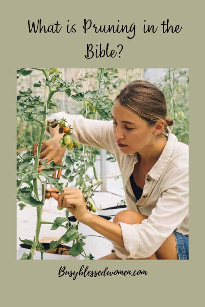 Pruning in the Bible- woman in white blouse, brown hair pulled back in low bun, kneeling down to prune cherry tomato plant.