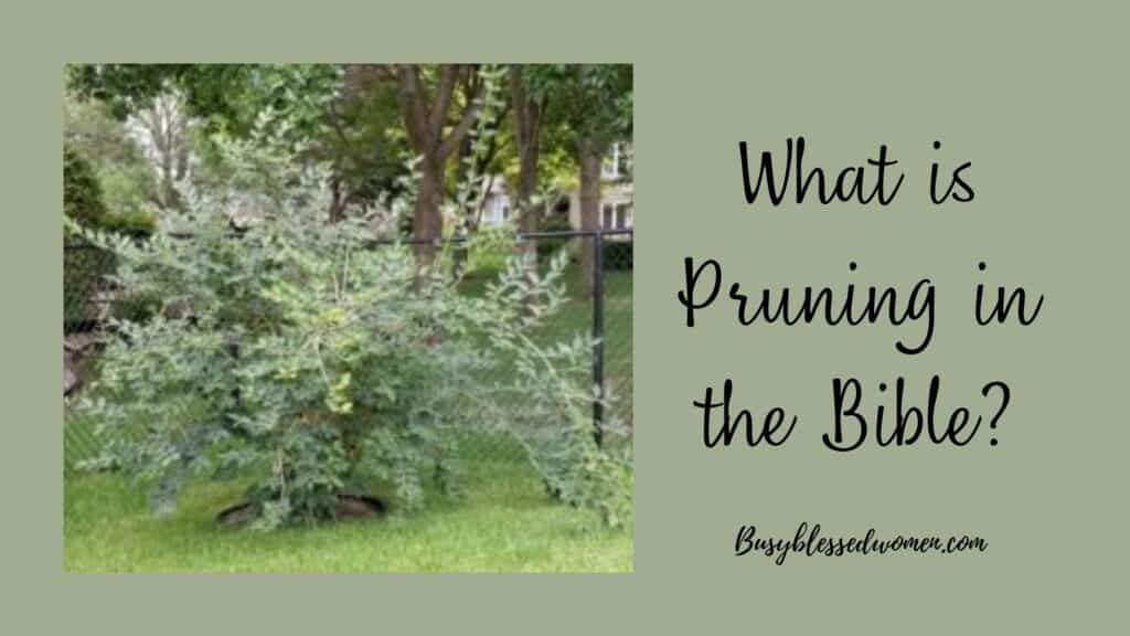 Pruning in the Bible- photo of overgrown green forsythia bush in yard