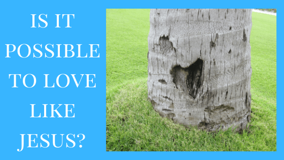 is it possible to love like Jesus?- trunk of palm tree with a hole in the shape of a heart