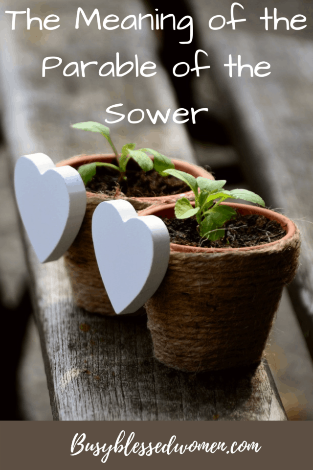 the meaning of the parable of the sower- 2 small clay pots with seedlings growing decorated with white hearts