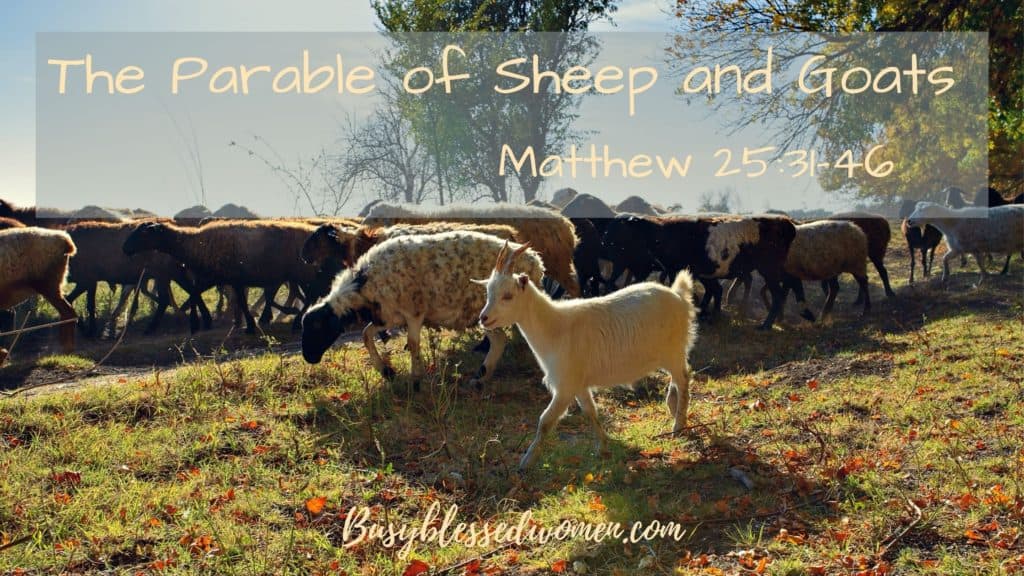 Parable of sheep and goats- field of both animals with one of each in foreground- black faced sheep with black and white speckled fur, all white goat