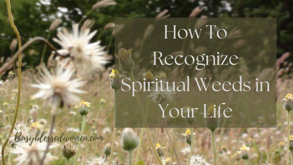 How to recognize spiritual weeds in your life- field of weeds with white seed heads in varying stages of growth