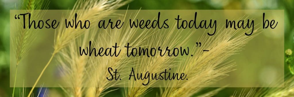 Weed quote by St. Augustine on background of yellow weeds